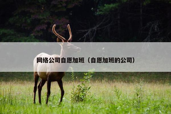 网络公司自愿加班（自愿加班的公司）