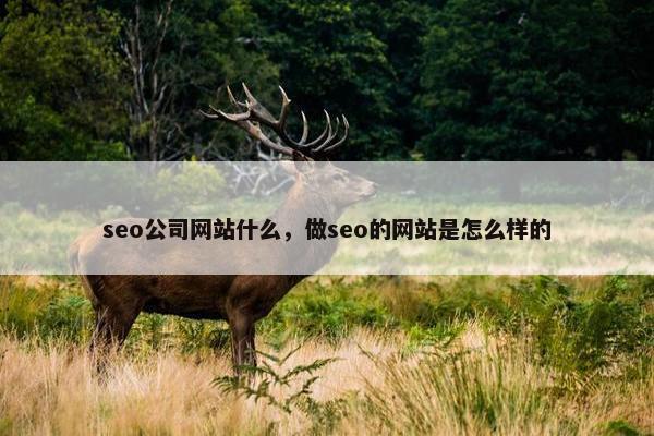 seo公司网站什么，做seo的网站是怎么样的