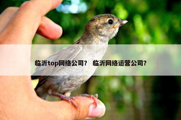 临沂top网络公司？ 临沂网络运营公司？