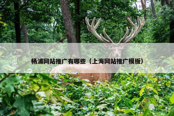 杨浦网站推广有哪些（上海网站推广模板）
