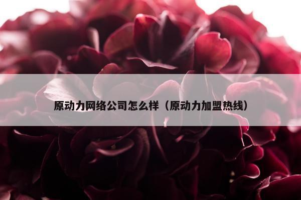 原动力网络公司怎么样（原动力加盟热线）